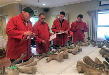 NZ Annual National Deer Velvet & Antler Competion Judges at work, assessing the 3-year Red Deer Velvet entries