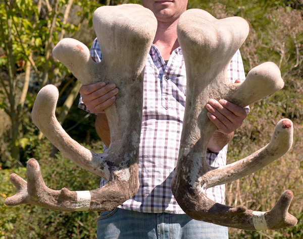 Altrive® Deer Farm | NZ 'Big Bulb' Deer Velvet Antler