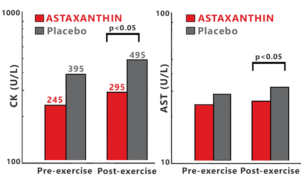 Astaxanthin protects muscles from free radical anti-oxidant damage