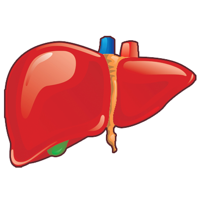 NutritiveZ™ Lifeforce DVA + AX Capsules protect the liver and kidneys
