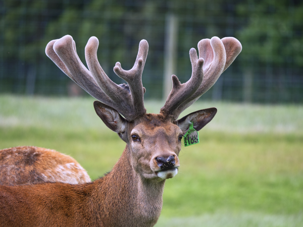 Altrive® 188-12 Stag Photo 3