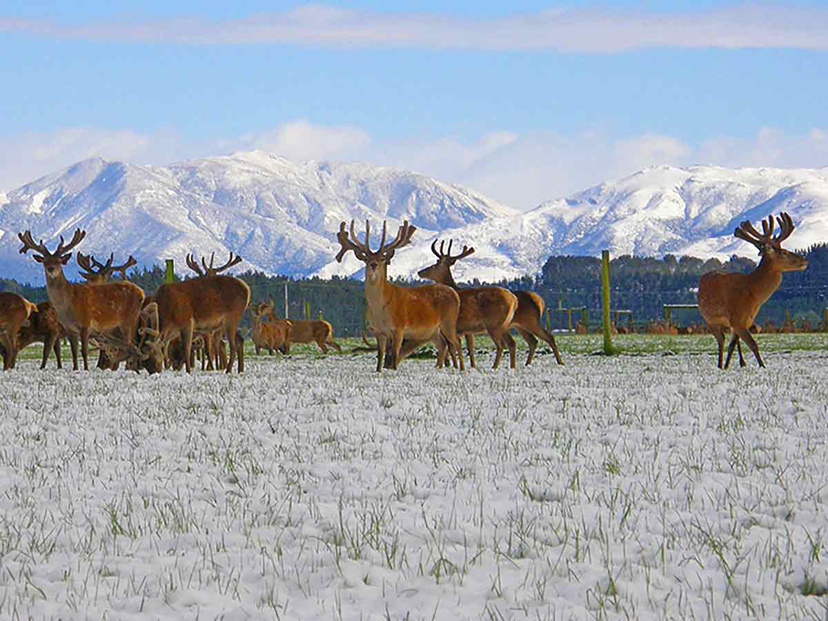 Altrive® NZ Free Range Deer Farm in winter