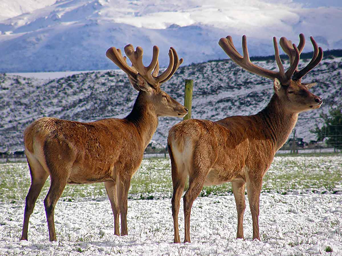 Altrive® NZ Natural Healthy Fed Deer in winter