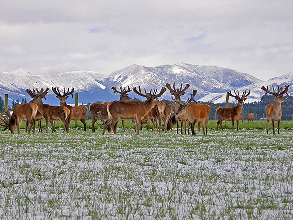 Altrive™ Grass Fed Deer Velvet in winter