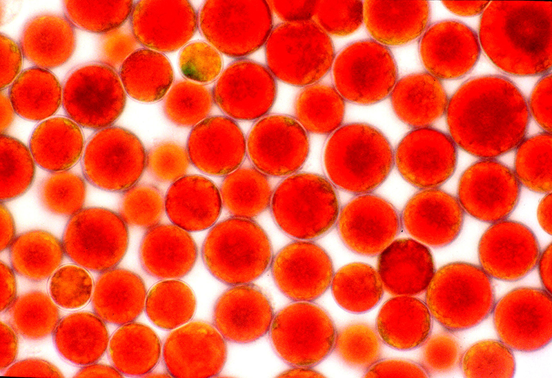 AstaReal ™ - natural astaxanthin under the microscope