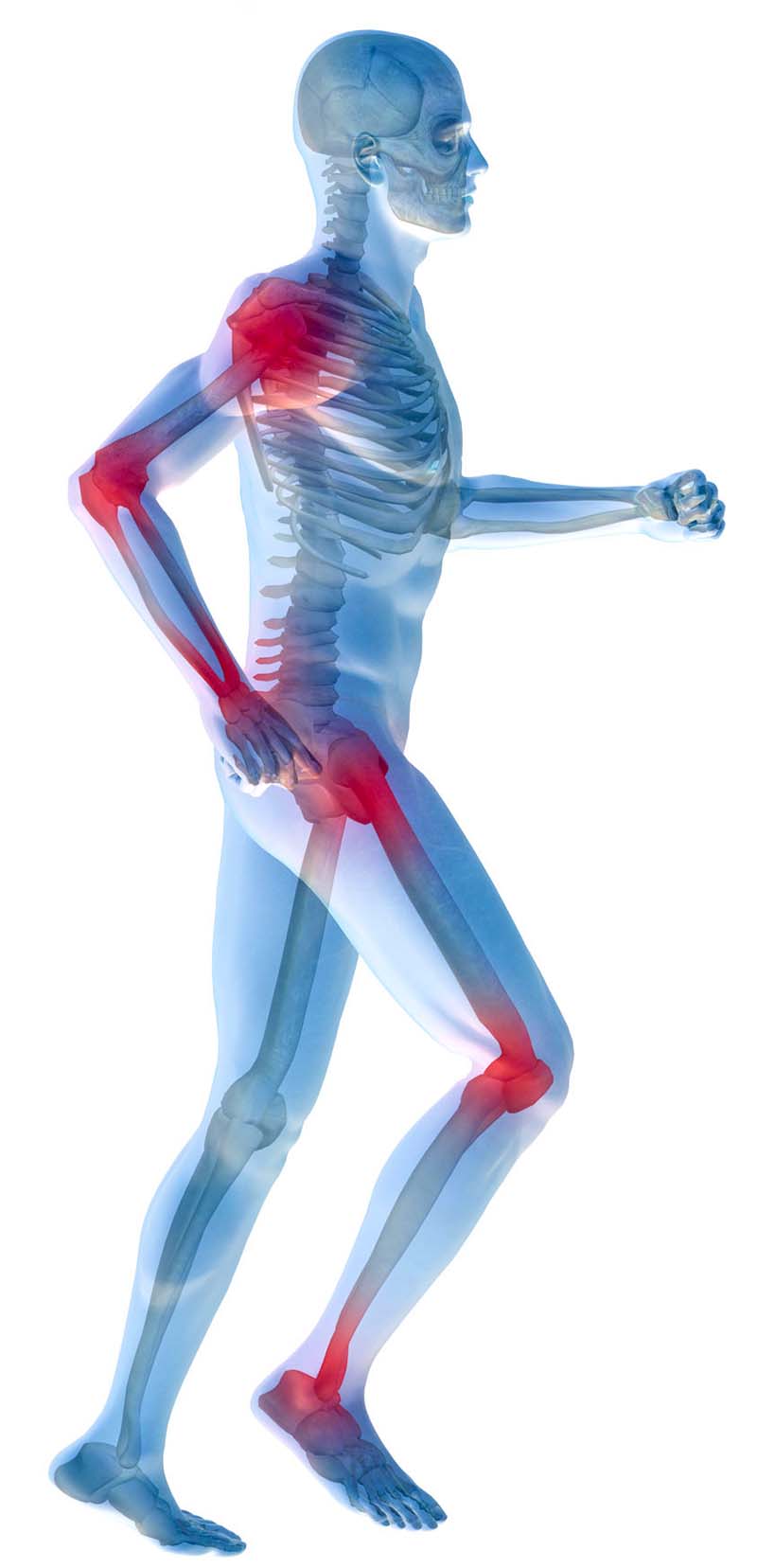 Deer Velvet Antler is anti-inflammatory, inhibits chronic inflammation and degradation