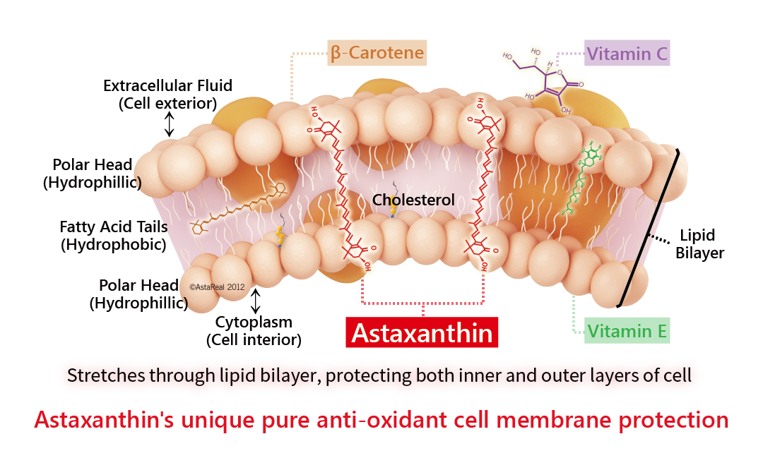 AstaReal ™ Astaxanthin's unique pure antioxidant cell membrane protection