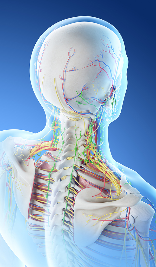 Our neck and shoulders are composed of muscles, bones, nerves, arteries, veins, ligaments and other supporting structures. The tightening of the myofascial fascia can also cause spinal curvature. To avoid such deteriorations, early attention to myofascial pain is highly necessary - Customer review with explanation
